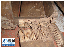 東保除蟲．高雄專業除蟲‧白蟻防治(防除白蟻)、消滅白蟻、家白蟻剋星、Sentricon、白蟻餌劑、白蟻防治藥劑…等白蟻相關問題諮詢、探討與分享。白蟻防治專線：07-725-3691 