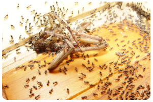 螞蟻-東保除蟲．高雄專業除蟲‧白蟻防治(防除白蟻)、消滅白蟻、家白蟻剋星、Sentricon、白蟻餌劑、白蟻防治藥劑…等白蟻相關問題諮詢、探討與分享。白蟻防治專線：07-725-3691 